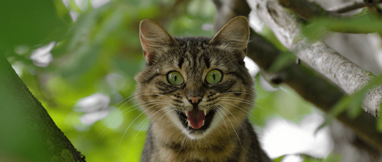 chat agressif